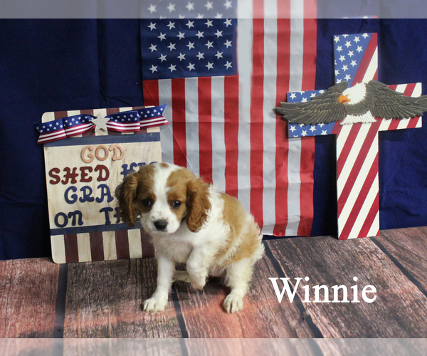 Medium Photo #2 Cavalier King Charles Spaniel Puppy For Sale in CHANUTE, KS, USA