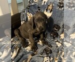 Small Photo #4 Great Dane Puppy For Sale in MILTON, FL, USA