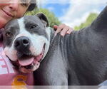 Small #3 American Staffordshire Terrier