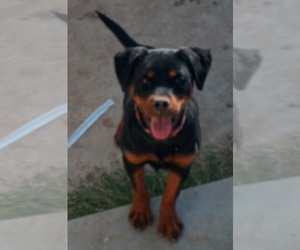 Rottweiler Puppy for sale in BAKERSFIELD, CA, USA