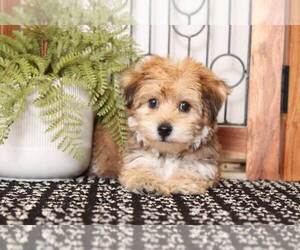 Yo-Chon Puppy for sale in NAPLES, FL, USA