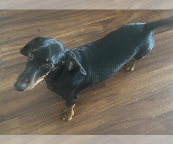 Medium Photo #2 Dachshund Puppy For Sale in Los Angeles, CA, USA
