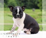 Small #3 Boston Terrier