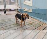 Small #9 Beagle