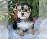 Small #5 Morkie