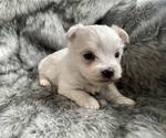 Small Photo #3 Morkie Puppy For Sale in MORRIS CHAPEL, TN, USA