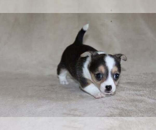 Medium Photo #41 Chihuahua Puppy For Sale in HUDSONVILLE, MI, USA