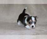 Small Photo #41 Chihuahua Puppy For Sale in HUDSONVILLE, MI, USA