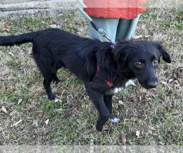 Medium Photo #4 Border-Aussie Puppy For Sale in Cookeville, TN, USA