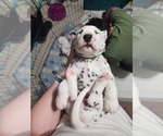 Small Photo #4 Dalmatian Puppy For Sale in FORT DODGE, IA, USA