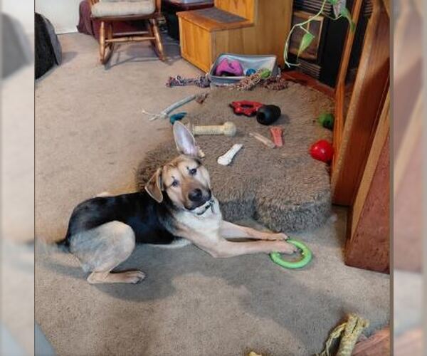 Medium Photo #4 German Shepherd Dog Puppy For Sale in Cupertino, CA, USA