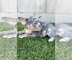 Small #3 French Bulldog