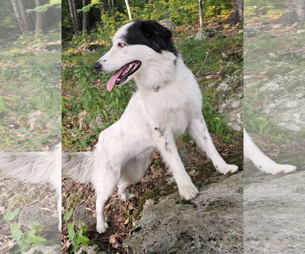Medium Photo #5 Great Pyrenees-Unknown Mix Puppy For Sale in Croydon, NH, USA
