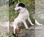Small #4 Great Pyrenees Mix