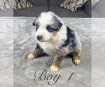 Small #1 Australian Shepherd