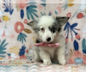 Pembroke Welsh Corgi Puppy for sale in LANCASTER, PA, USA