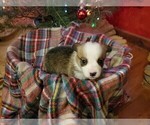 Small Photo #2 Pembroke Welsh Corgi Puppy For Sale in NIANGUA, MO, USA