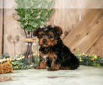 Small #1 Yorkshire Terrier