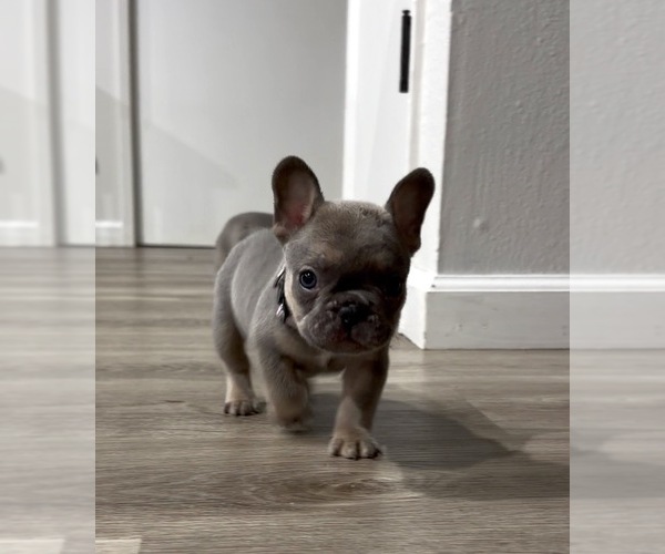 Medium Photo #2 French Bulldog Puppy For Sale in SACRAMENTO, CA, USA