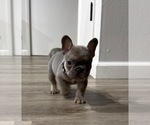 Small #1 French Bulldog