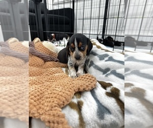 Beagle Puppy for sale in FORT LAUDERDALE, FL, USA