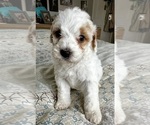 Small Photo #38 Goldendoodle (Miniature) Puppy For Sale in PENSACOLA, FL, USA
