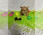 Small Photo #13 Yorkshire Terrier Puppy For Sale in HOLLAND, TX, USA