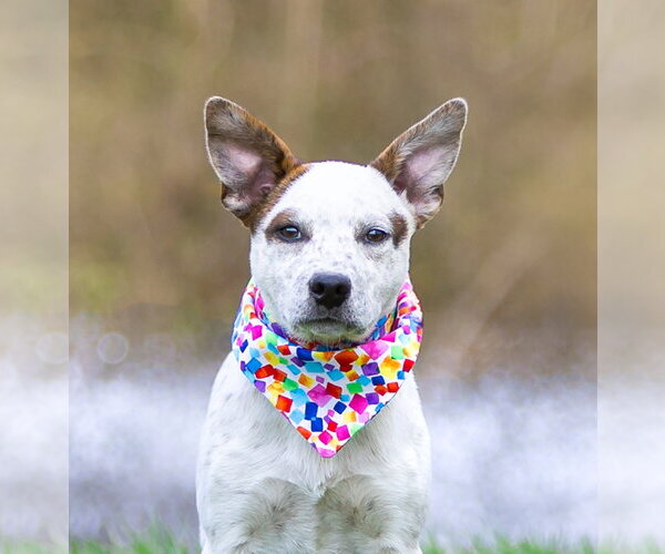 Medium Photo #14 Mutt Puppy For Sale in Unionville, PA, USA