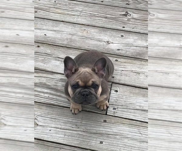 Medium Photo #1 French Bulldog Puppy For Sale in HUDSONVILLE, MI, USA