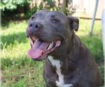 Small #1 American Bulldog