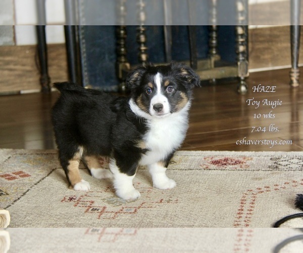 Medium Photo #4 Aussie-Corgi Puppy For Sale in LIND, WA, USA