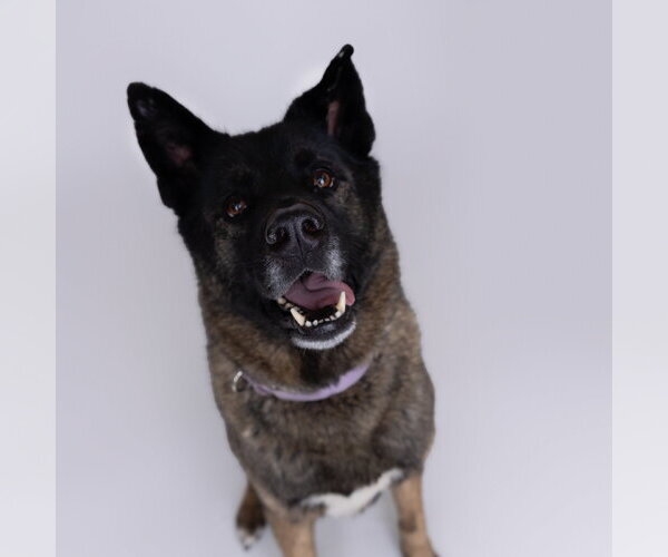 Medium Photo #11 Siberian Husky-Unknown Mix Puppy For Sale in Fargo, ND, USA