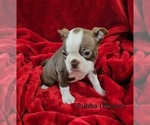 Small #2 Boston Terrier