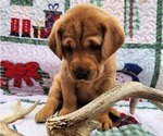 Small Photo #29 Labrador Retriever Puppy For Sale in BUFFALO, NY, USA