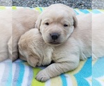 Small #30 Labrador Retriever