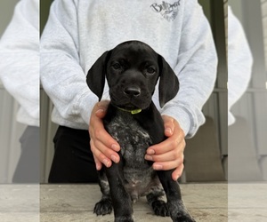 German Shorthaired Pointer Puppy for sale in XENIA, OH, USA