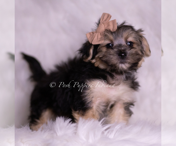 Medium Photo #2 Morkie Puppy For Sale in WARSAW, IN, USA