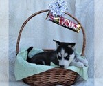 Small Photo #4 Siberian Husky Puppy For Sale in CATAWISSA, PA, USA