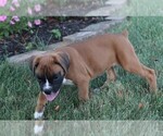 Small #4 Boxer