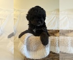 Small Photo #83 Miniature Bernedoodle Puppy For Sale in AUBURNDALE, FL, USA
