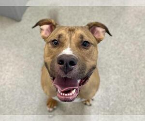 Bullboxer Pit Dogs for adoption in Fort Collins, CO, USA
