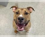 Small Bullboxer Pit