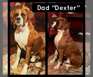 Father of the Boxer puppies born on 03/27/2021