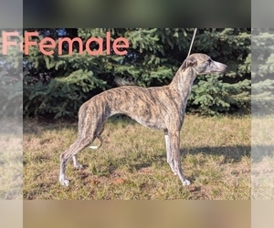 Mother of the Whippet puppies born on 01/01/2025