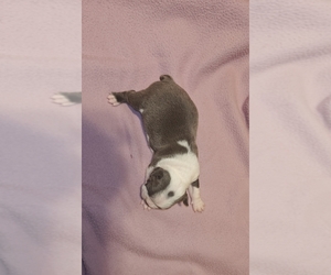 Boston Terrier Puppy for sale in ERIE, KS, USA