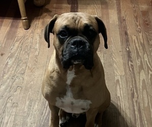 Father of the Boxer puppies born on 03/20/2025