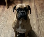 Small Photo #1 Boxer Puppy For Sale in DAYTONA BEACH, FL, USA