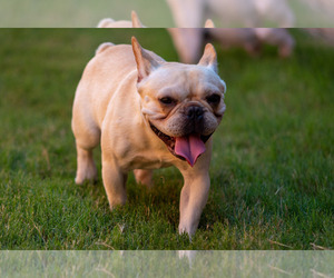 French Bulldog Puppy for sale in SAN ANGELO, TX, USA