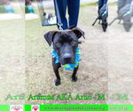 Small #9 American Staffordshire Terrier-Labrador Retriever Mix