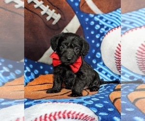 Goldendoodle-Jack Russell Terrier Mix Puppy for sale in NOTTINGHAM, PA, USA